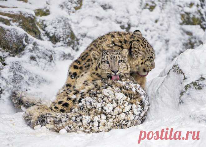 снежный барс