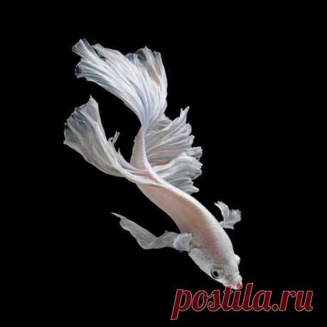 Фотограф делает снимки аквариумных рыбок, какими вы их ещё никогда не видели