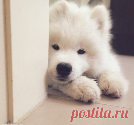 Много милых щеночков