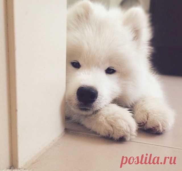 Много милых щеночков