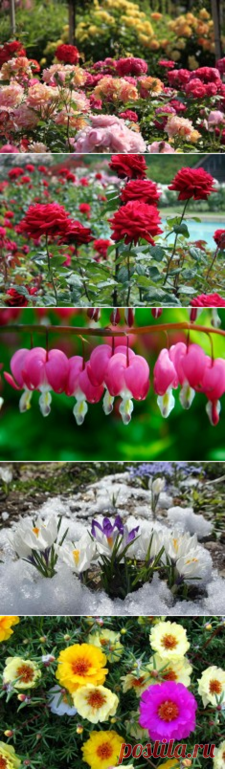 Цветы в саду – Flowertimes.ru