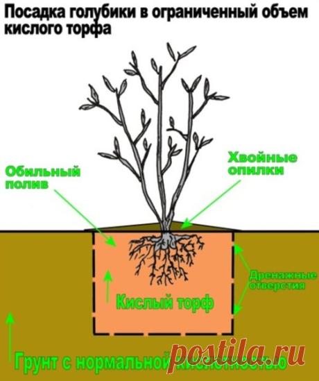 Как вырастить голубику