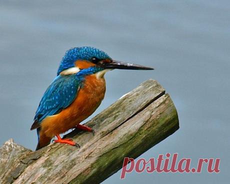 80409588_73338806_1129699.jpg (700×560)