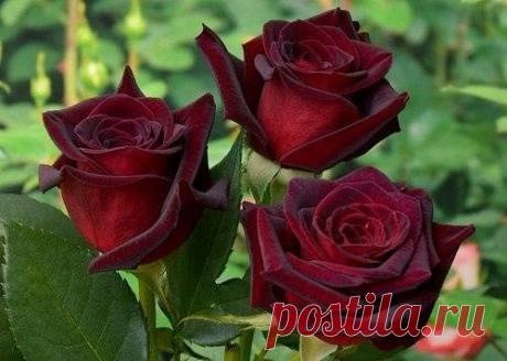 Уход за розами 
 
Розы первого года посадки 
Если вы посадили розы весной, соблюдая все рекомендации, а земля под саженцем влажная и рыхлая, то удобрять молодое растение не надо. Если дневные и ночные температуры воздуха высоки, а молодой саженец не растет даже через 20 дней после посадки, стоит его подкормить слабым настоем коровяка, и через неделю повторить подкормку, добавив мочевины (1 ч.л. на 10 л настоя). Настой коровяка готовят так: 1 часть навоза разводят в 3 частя...