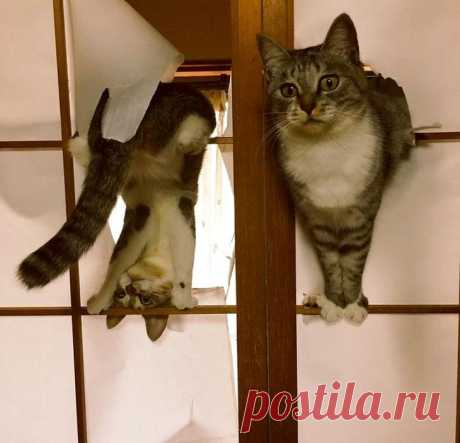 25 смешных кошек, чьи нелепые и странные выходки могут рассмешить до слёз Всем известно, что коты и кошки любят гонять демонов в свободное от сна и еды время. Также ни для кого не секрет, что они являются приличными засранцами, и сидя на столе и глядя вам в глаза, они могу ...