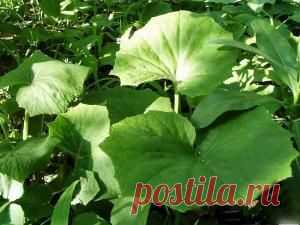 Подлечика нас Мать и мачеха!