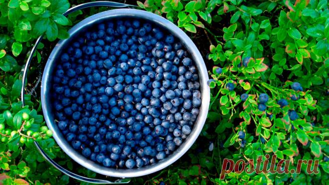 Как выращивать садовую голубику? — 6 соток