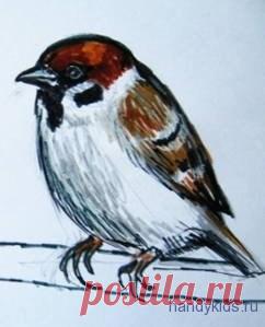 Как нарисовать сидящего воробья