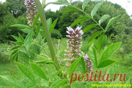 Солодка – лекарственные свойства и применение Солодка гладкая или лакричник, лакрица (Glycyrrhiza glabra) - многолетнее растение семейства боб