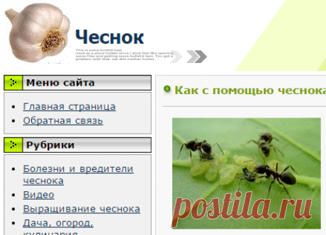 Как с помощью чеснока избавиться от тлей и муравьев Чеснок, все о чесноке по чесноку