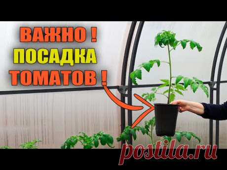 ПОСАДКА ТОМАТОВ! ЧТО ПОЛОЖИТЬ В ЛУНКУ!