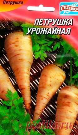 Выращивание петрушки, полезные свойства, сорта, хранение