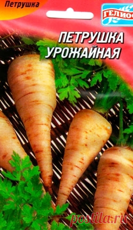 Выращивание петрушки, полезные свойства, сорта, хранение