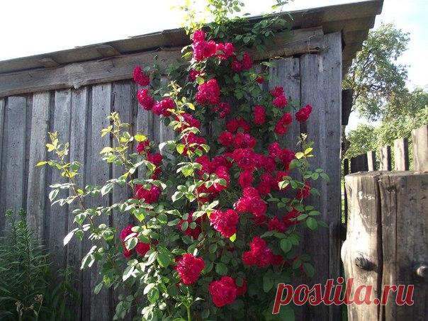 Плетистая роза