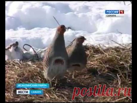 Фермеры Исаклинского района решили одомашнить диких куропаток