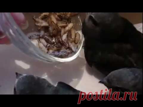 Первый раз в тарелку носом — Яндекс.Видео