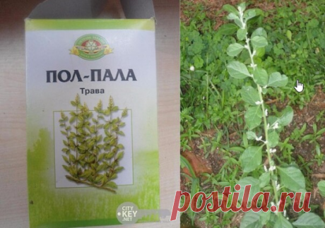 ПОЛ - ПАЛА. ХИРУРГ БЕЗ СКАЛЬПЕЛЯ!