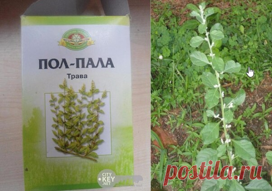 ПОЛ - ПАЛА. ХИРУРГ БЕЗ СКАЛЬПЕЛЯ!