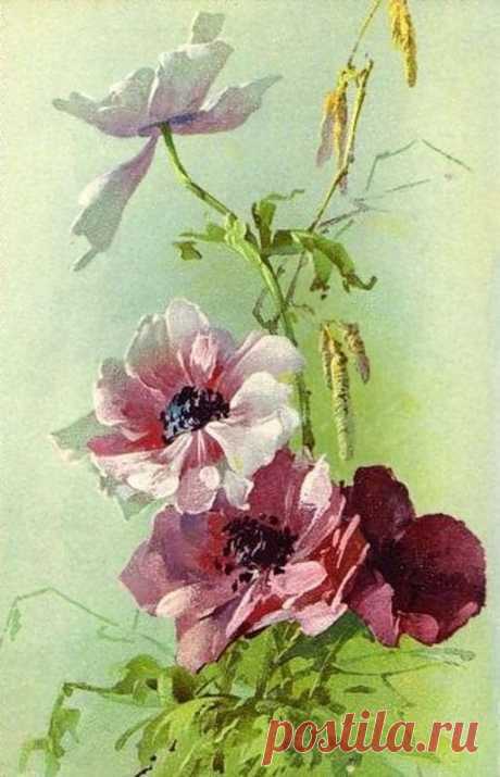 (300) Alenquerensis: Catherine Klein (1861 - 1929) - The painter of roses / Catherine Klein painter of roses. | Artist: Catherine Klein