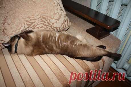 Котэ. Тихий час.