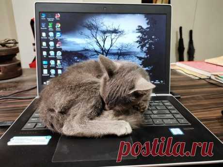 Фото, просмотрев которые, вы обязательно захотите завести кота