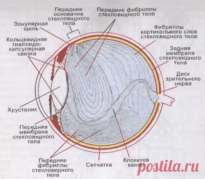 «Летающие мошки» и «стеклистые червяки» в глазах, или откуда берутся «битые пиксели» в стекловидном теле