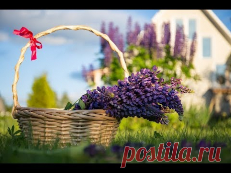 Небесные чары и цветы духа это ЛЮПИН - YouTube