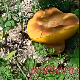 На работе - и работу работаем и грибы находим! Увидела издалека в траве желтую тарелку, подошла - а это гриб!