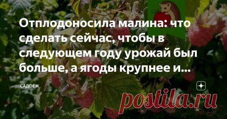 Отплодоносила малина: что сделать сейчас, чтобы в следующем году урожай был больше, а ягоды крупнее и слаще? Сезон плодоношения малины подходит к концу, в этом году из-за жары он начался раньше, а потому и заканчивается чуть раньше. Малины у нас было много: успели и вдоволь наесться ягодами, и заморозить толченую малину на зиму, и варенье приготовить. Окончание активного плодоношения - не повод забывать о растении и переключаться на другие плодоносящие культуры. Сейчас оче...
