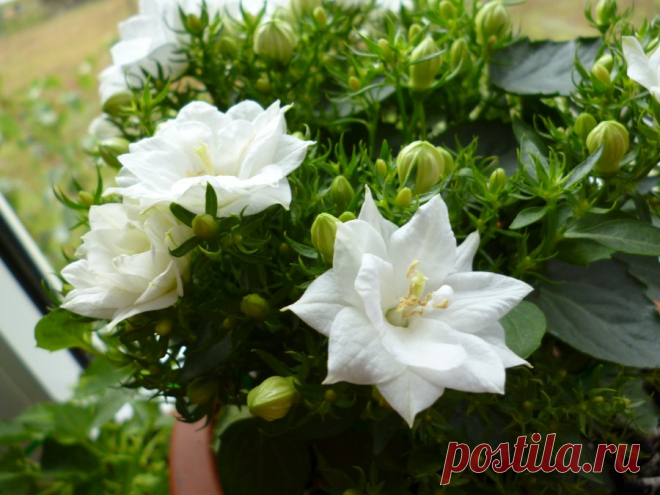 купить Кампанула махровая Dublin White - Кампанулы (колокольчик ЖЕНИХ И НЕВЕСТА)