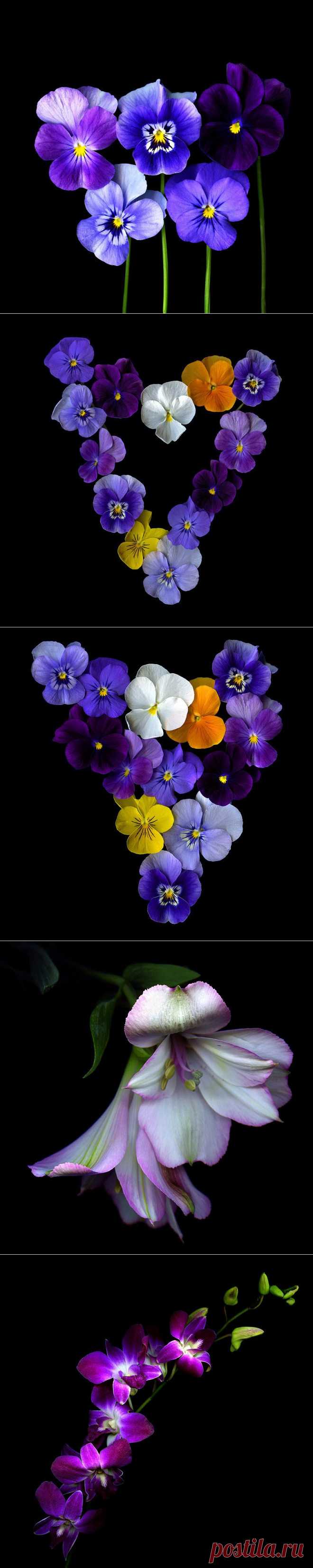 Красота на черном фоне..