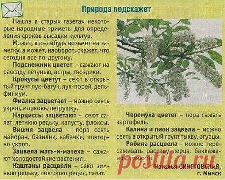 Природные подсказки.
- Появились серёжки на клёнах — можно сеять свеклу.
- Зацвела осина — сеем морковь.
- В момент распускания берёзовых листьев и цветения черёмухи можно сажать картофель.
- «Сев в полнолуние — червям снедь», — так говорили мудрые предки, и так теперь утверждает Лунный календарь.
- Всё, что растёт вверх, сажается при растущей Луне, а растущее вниз — при убывающей.
- Растения с круглыми плодами лучше сажать ближе к полнолунию.
- В полдень с 12 до 14 часов лучше ничего не сажать