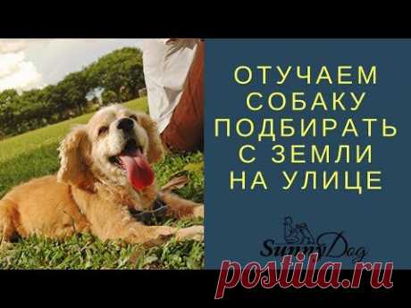 Отучаем собаку подбирать с земли на улице.
