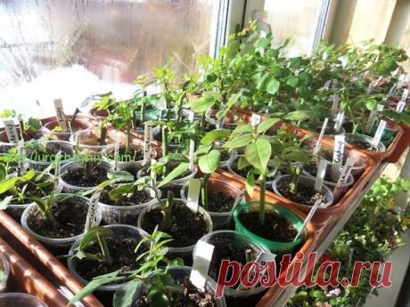 КАК ЧЕРЕНКОВАТЬ РОЗЫ ОСЕНЬЮ. АВТОР БОРИС БОРИСОВ. | Самоцветик