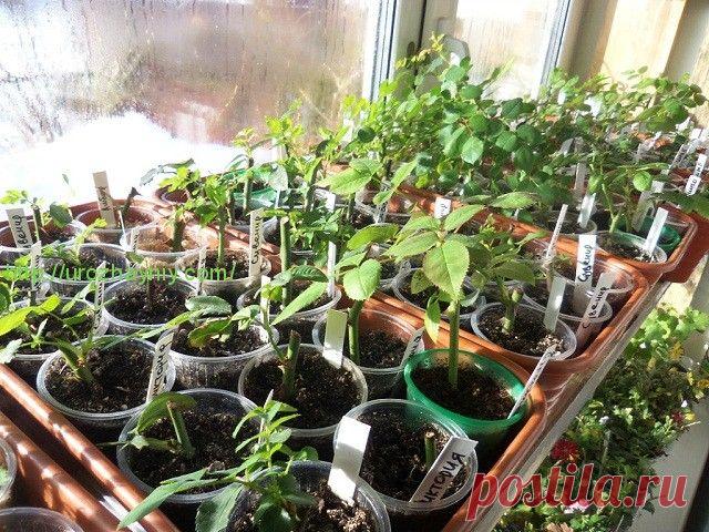 КАК ЧЕРЕНКОВАТЬ РОЗЫ ОСЕНЬЮ. АВТОР БОРИС БОРИСОВ. | Самоцветик