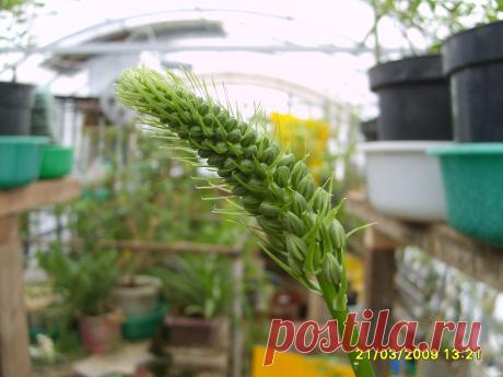 ПТИЦЕМЛЕЧНИК хвостатый, (индийский лук) - многол Комнатное. Ревматизм, радикулит, подагра, шпоры, для снятия боли при защемлении нерва или воспалении.    Вышлю каталог растений. Пишите kippiep@mail.ru