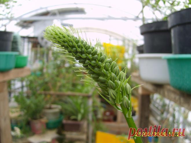 ПТИЦЕМЛЕЧНИК хвостатый, (индийский лук) - многол Комнатное. Ревматизм, радикулит, подагра, шпоры, для снятия боли при защемлении нерва или воспалении.    Вышлю каталог растений. Пишите kippiep@mail.ru