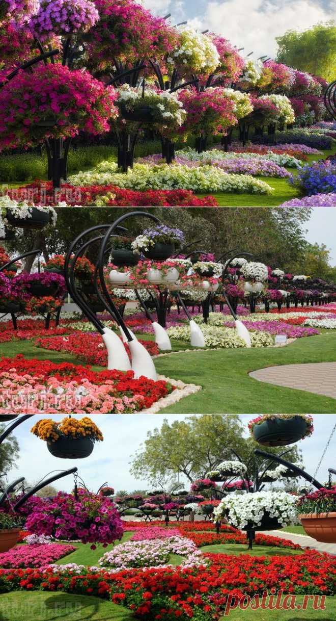 ОАЭ, Эль-Айн: Парк цветов Al Ain Paradise - рай в маленьком городке.