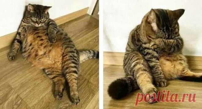 15 забавных морд, которые бы выиграли конкурс на самую