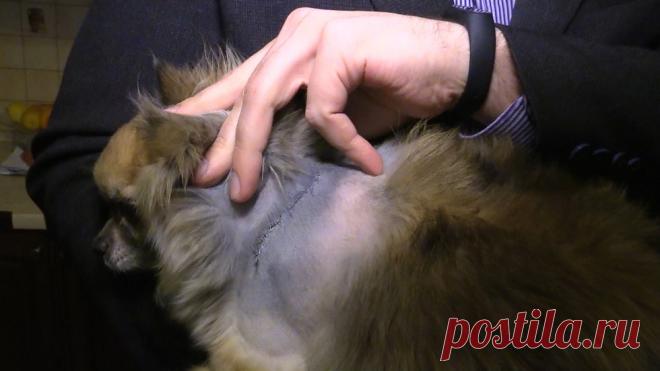 В Петербурге спасли чихуа-хуа, расстрелянную живодёрами из пневматики 
В Петербурге на улице Карпинского во дворе одного из домов неизвестные ранили чихуа-хуа из пневматического оружия. Выстрелили несколько раз, по животному попали дважды. Собаке сделали две операции, т…