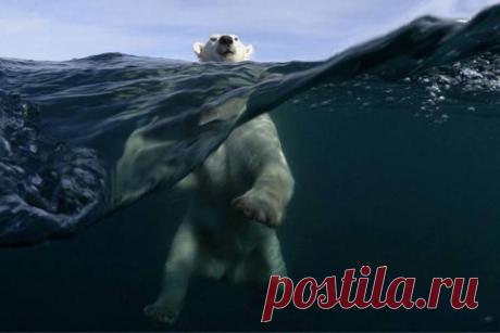 Omigu  &amp;raquo; Amazing &amp;#8211; Polar bear