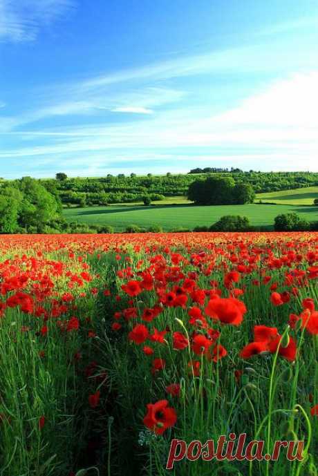 Poppy in Cotswolds, Gloucestershire | lifes joys / Маковые луга