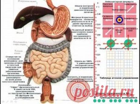 Третий мозг человека | Алтарь Инитаксы