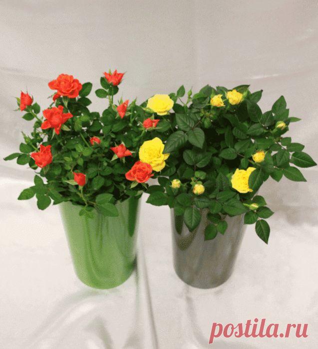 Пересадка комнатной розы. Почему она погибает после покупки?.