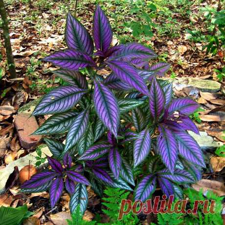 Комнатное растение Стробилантес (Strobilanthes). Особую декоративную ценность стробилантесу придают его пестро окрашенные листья, наиболее выразительные в начальный период своего развития. Большая часть их поверхности с рельефно подчеркнутыми жилками окрашена в красновато-фиолетовые тона. Лишь пильчатый край листьев сохраняет темно-зеленую окраску. Спустя некоторое время листья становятся серебристыми. Основа успеха при культивировании в комнатных условиях - высокая влажность воздуха.