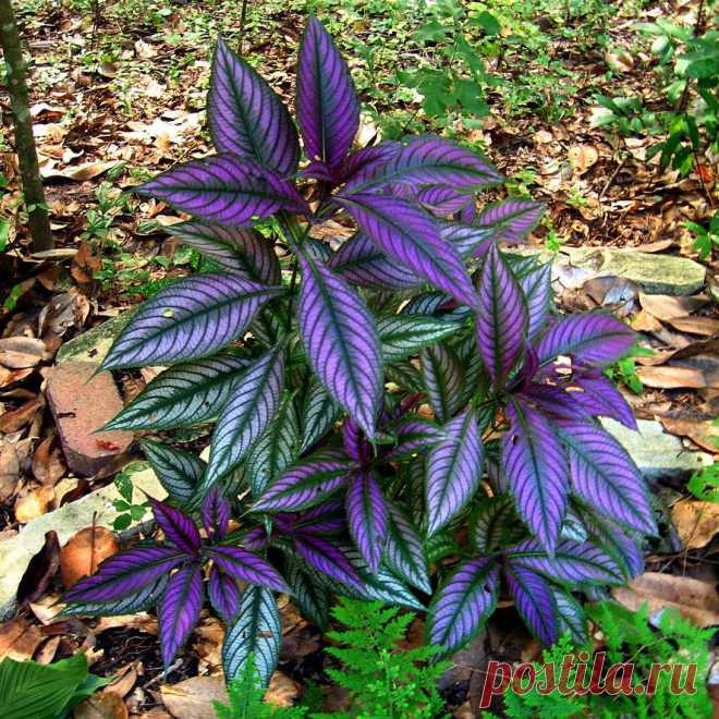Комнатное растение Стробилантес (Strobilanthes). Особую декоративную ценность стробилантесу придают его пестро окрашенные листья, наиболее выразительные в начальный период своего развития. Большая часть их поверхности с рельефно подчеркнутыми жилками окрашена в красновато-фиолетовые тона. Лишь пильчатый край листьев сохраняет темно-зеленую окраску. Спустя некоторое время листья становятся серебристыми. Основа успеха при культивировании в комнатных условиях - высокая влажность воздуха.