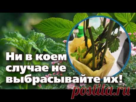 БЕСПЛАТНЫЕ САЖЕНЦЫ ПОСЛЕ ОБРЕЗКИ.  Выращиваем к весне новые растения