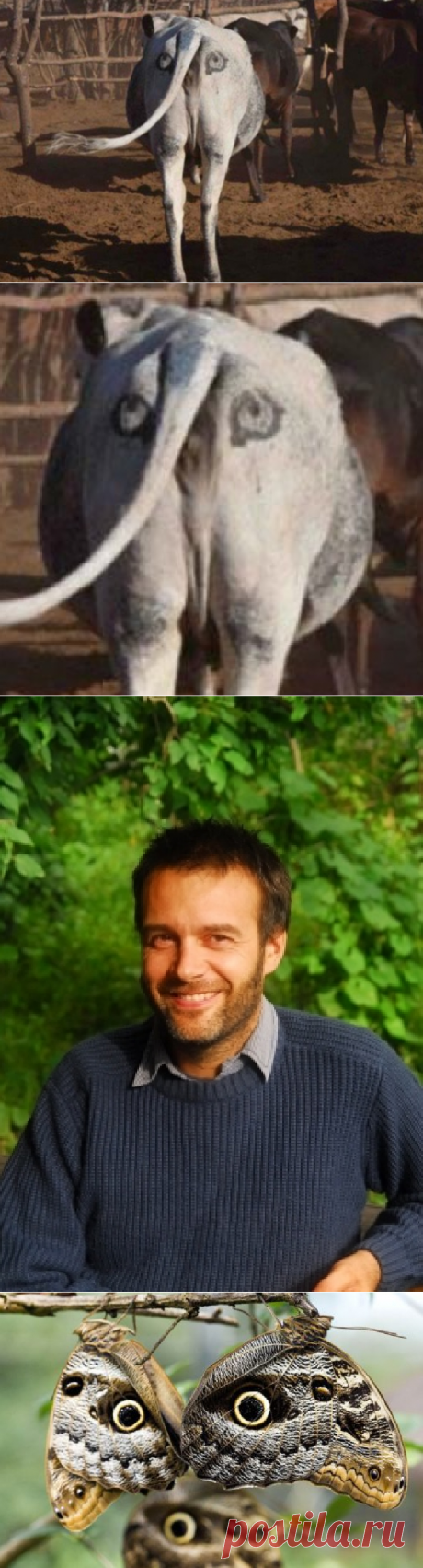 Глаза на заднице спасают жизнь