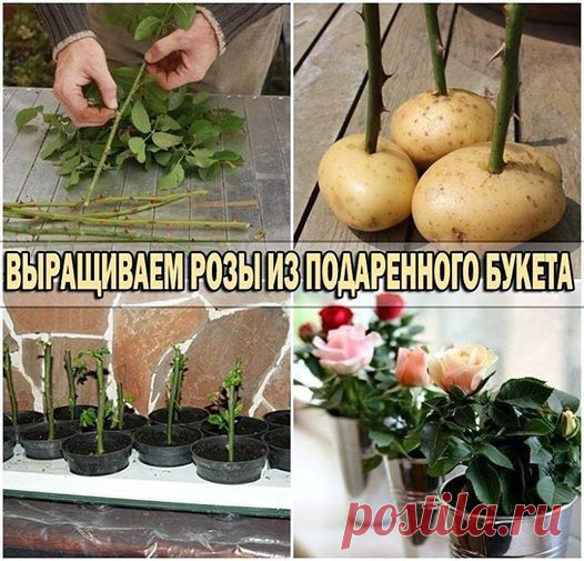 как вырастить розы из букета
