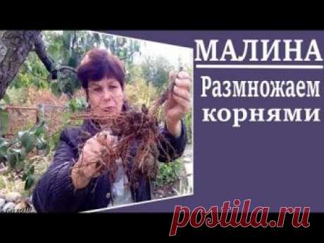 Размножение малины корневыми черенками.  Как быстро размножить малину